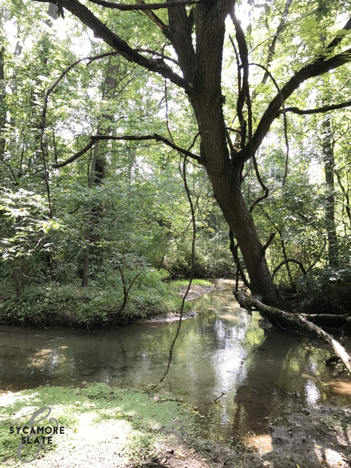 tree over stream