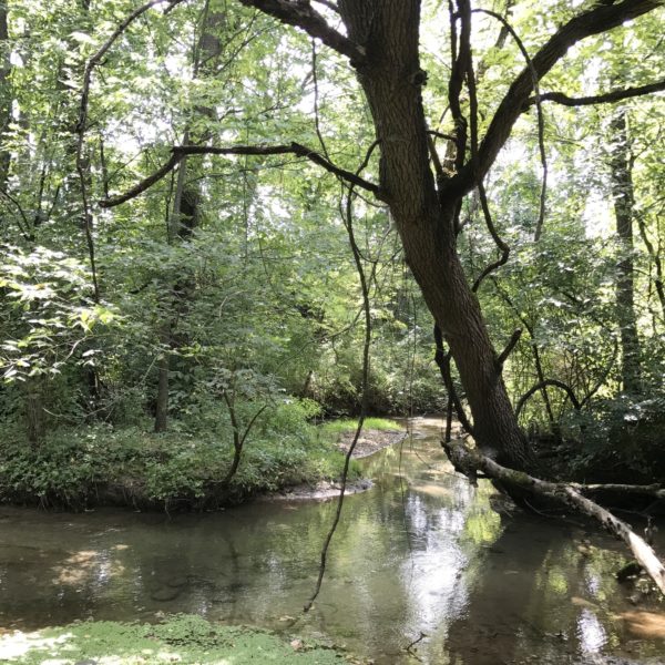 tree over stream