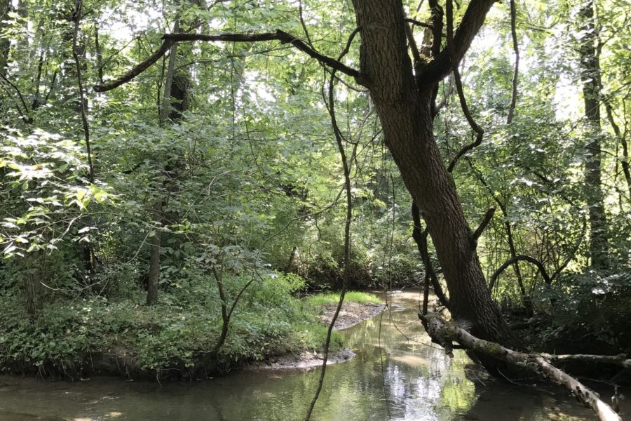 tree over stream