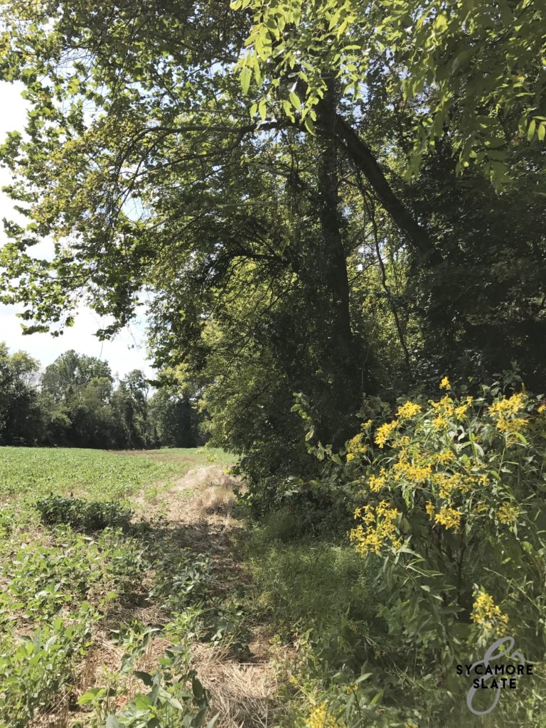 tree-lined field