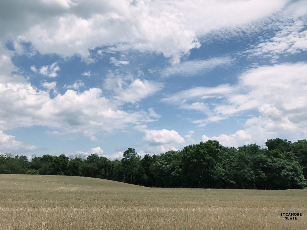 summer fields