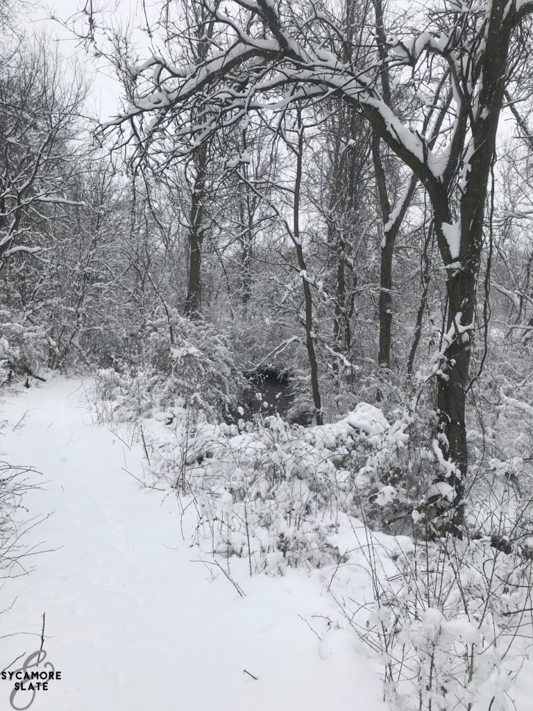 creek and path