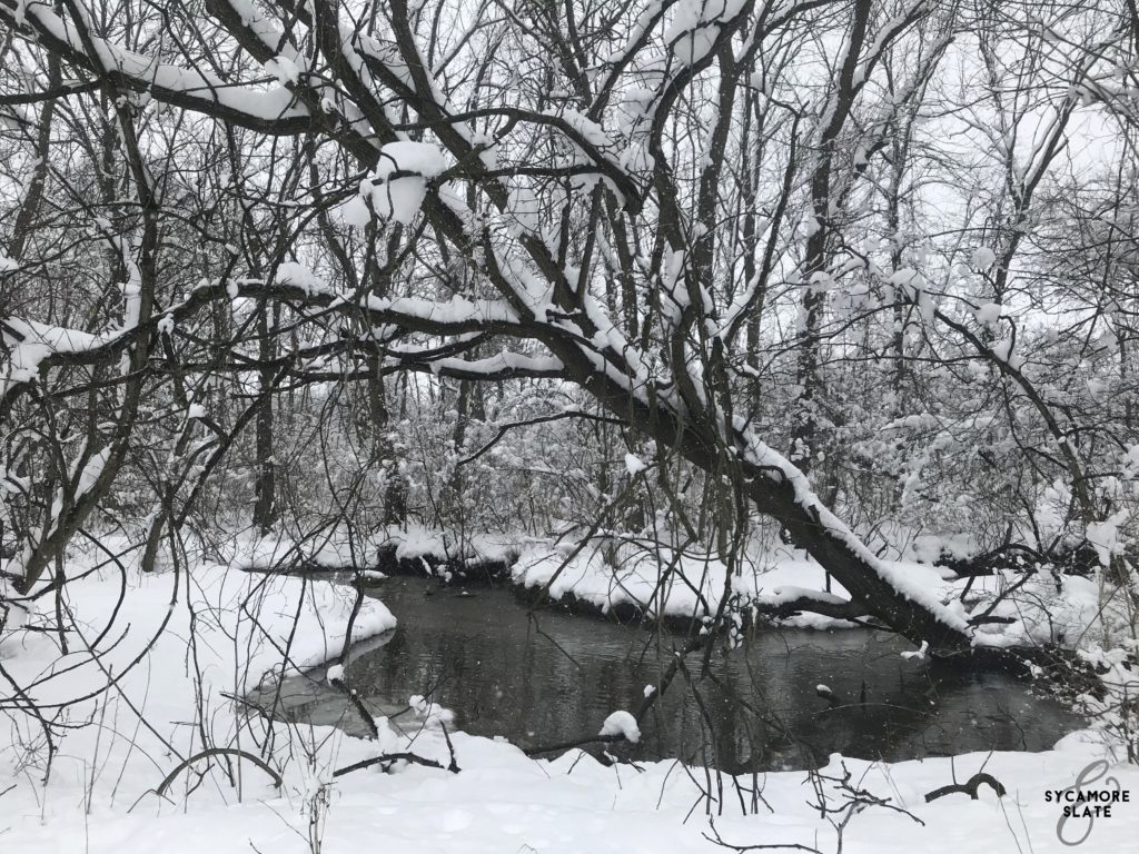 tree over water