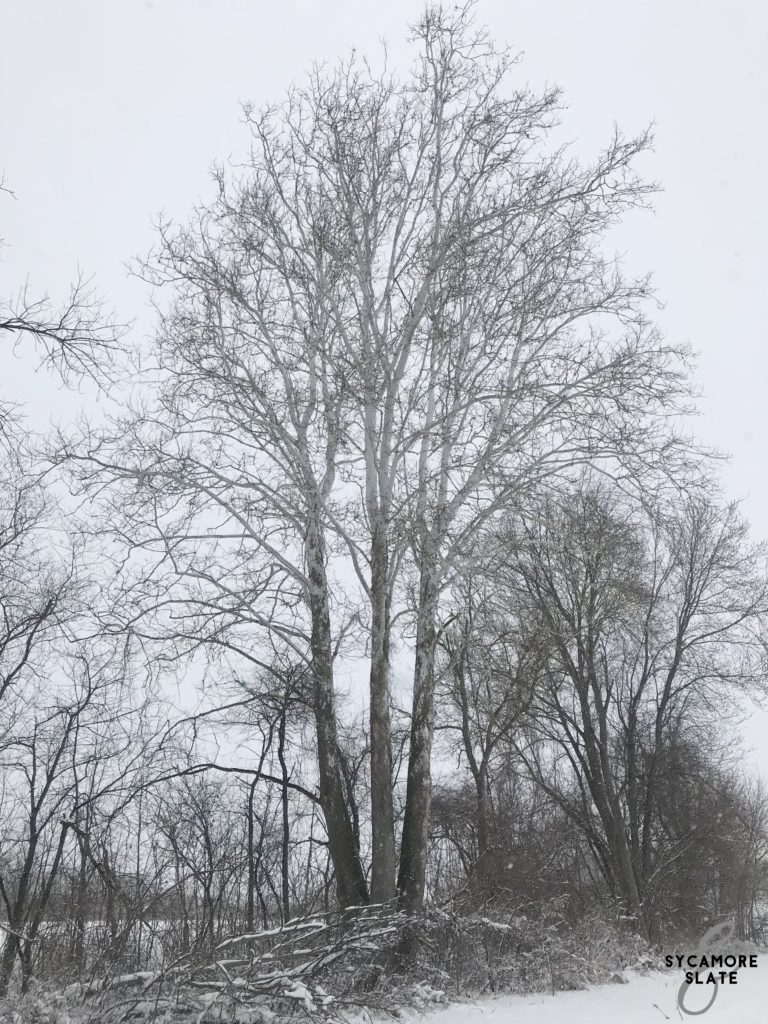 split trunk sycamore