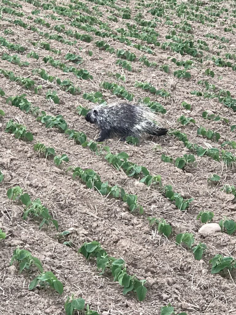 porcupine at the farm