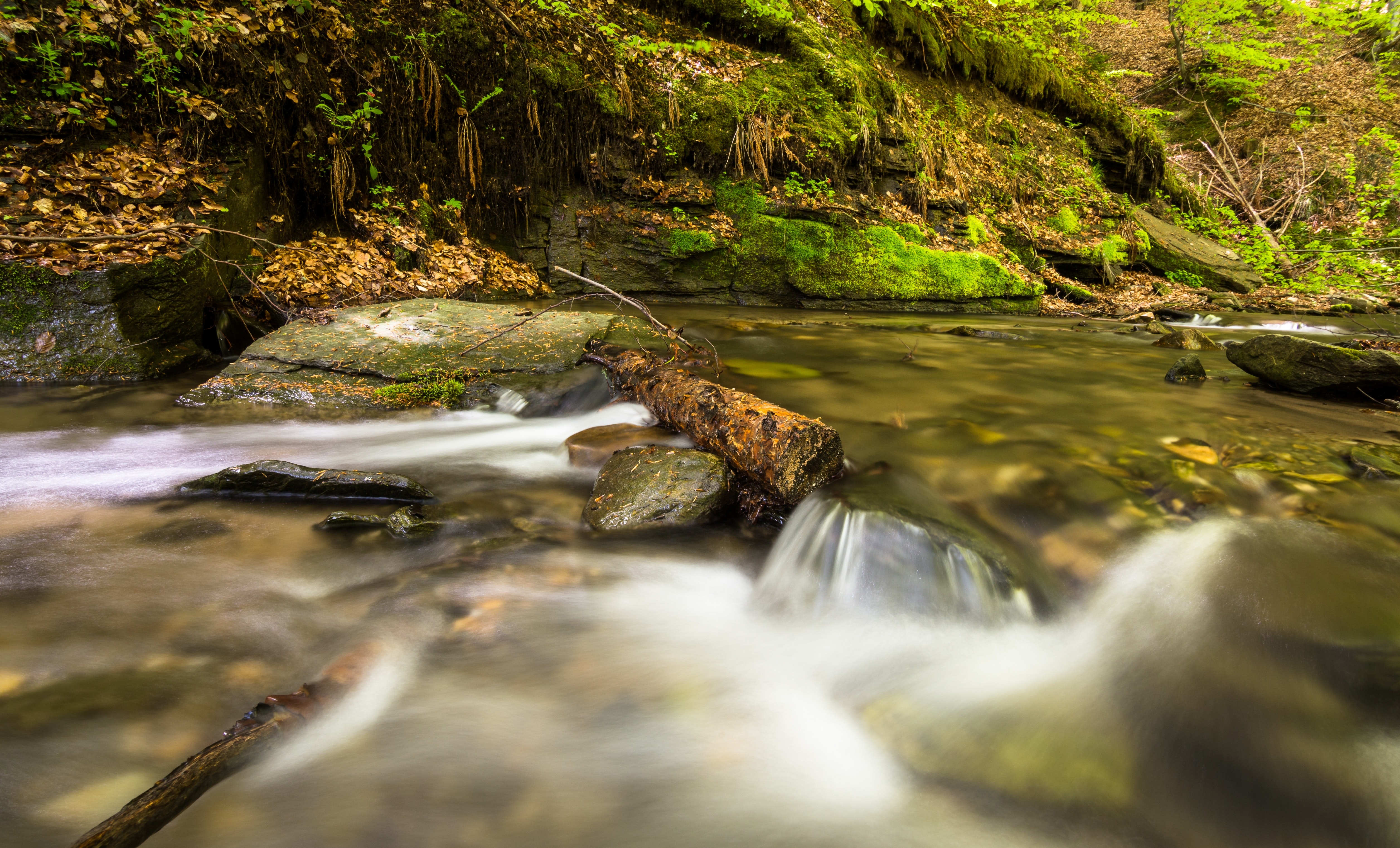 log in water