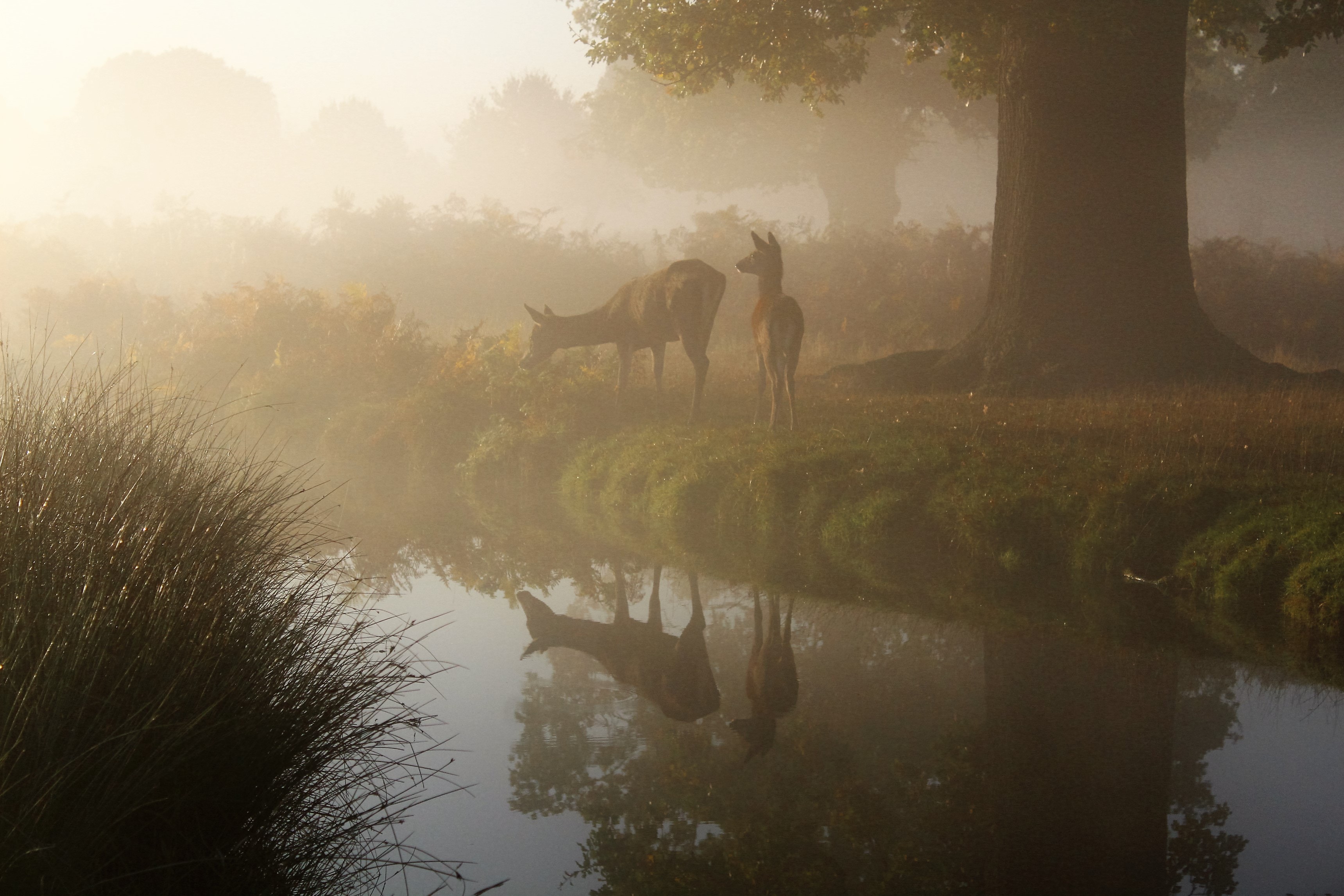 deer by water