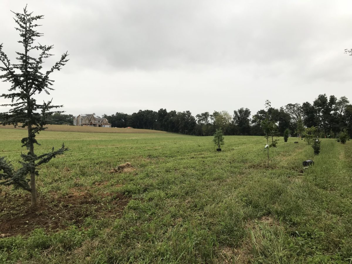 hedge of trees