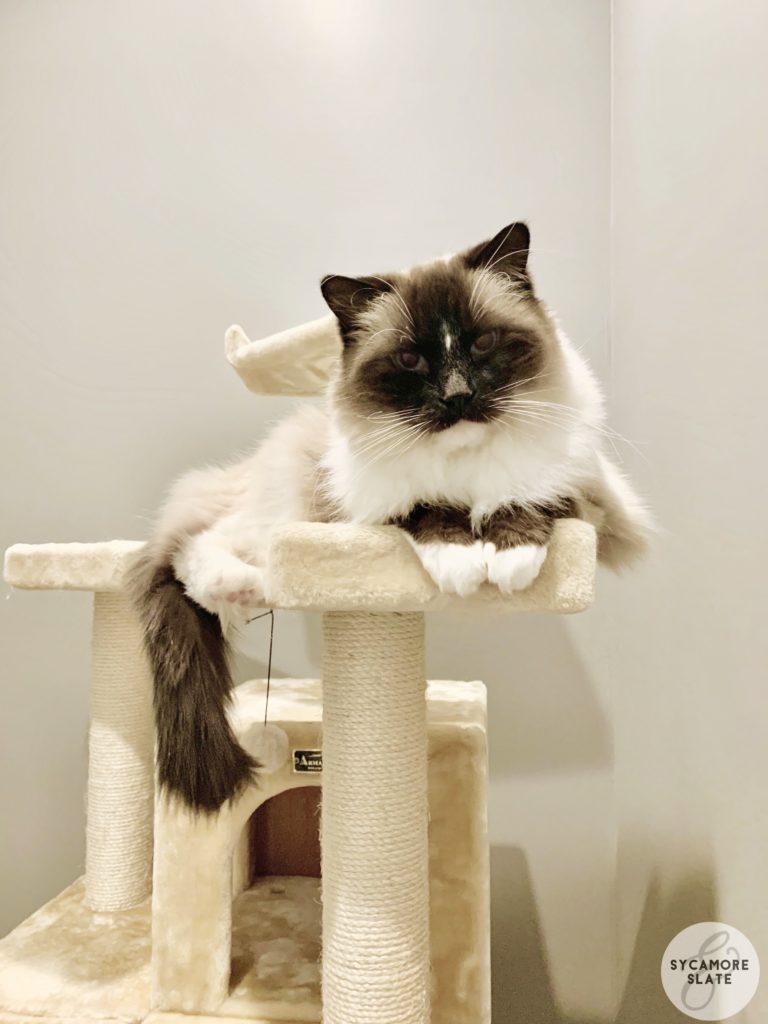 ragdoll cat, Asher