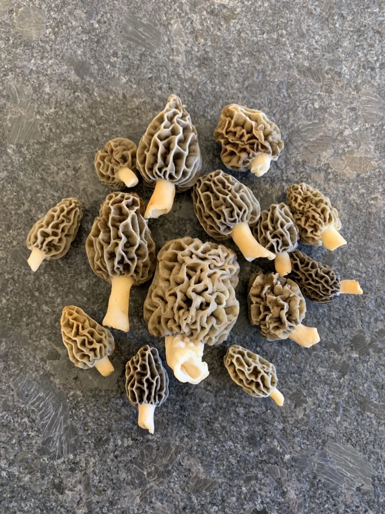 morel mushrooms