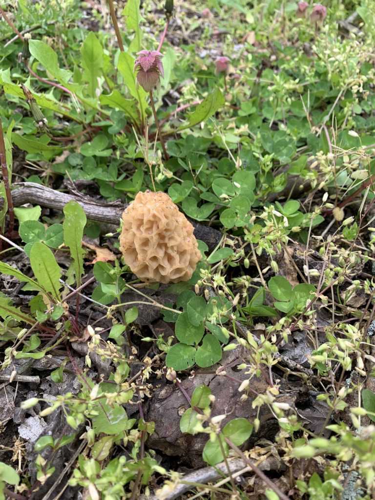 morel mushroom