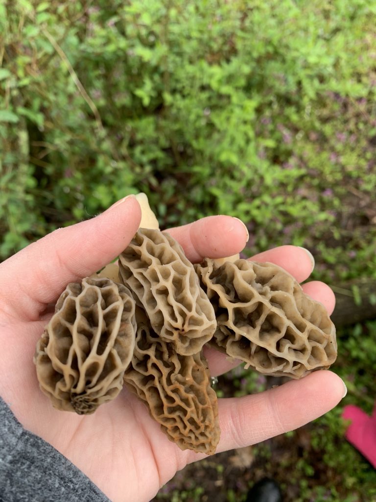 morel mushrooms