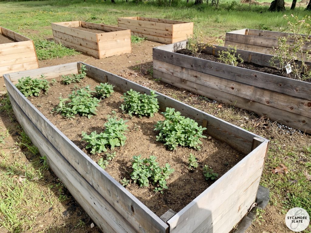 raised beds in garden